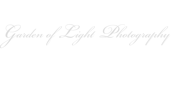 Garden of Light  Photography