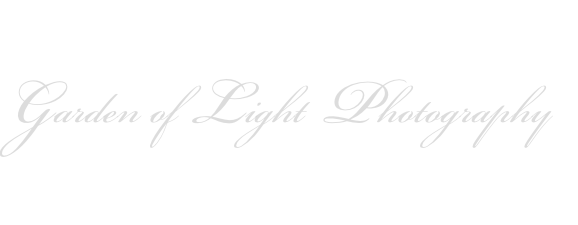 Garden of Light  Photography